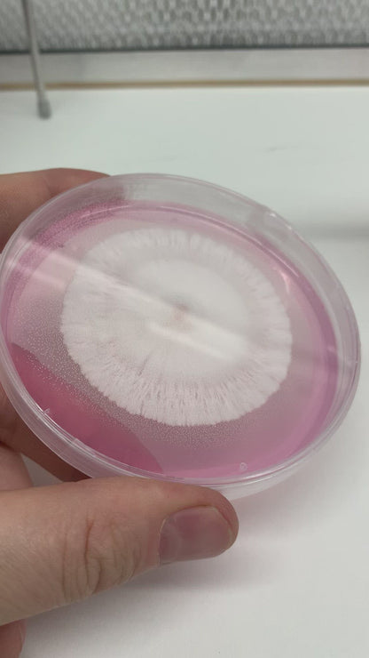 20 LME (Light Malt Extract) Agar Plates For Fungal Cultures