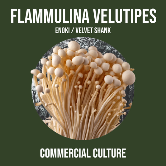 Flammulina velutipes (Enoki / Velvet Shank) commercial culture (MP06)